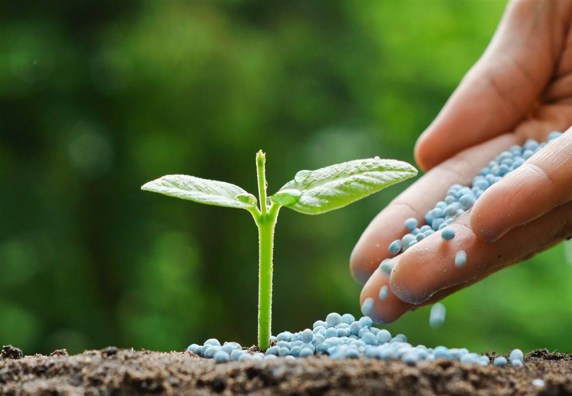 Uso De Fertilizantes Y Abonos Para El Desarrollo De Las Plantas