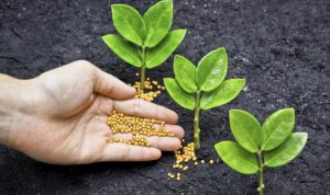 fertilizantes y abonos