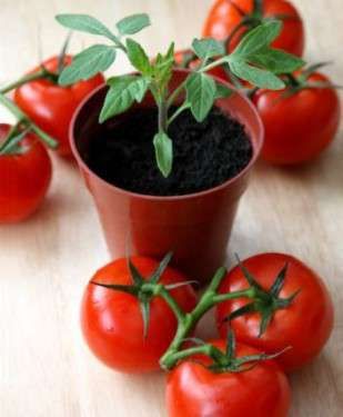 como cultivar tus tomates
