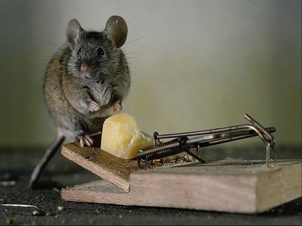 ᑕ❶ᑐ ¿Es efectivo el uso de trampas caseras para ratas y ratones?