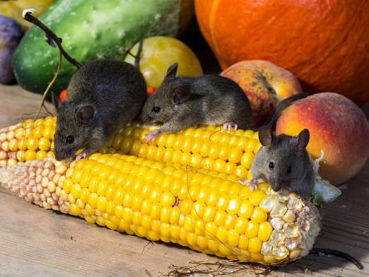 ratones comiendo maíz