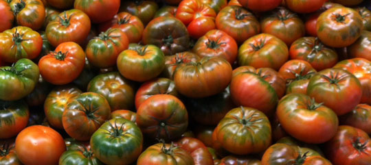 cultivo-del-tomate-raf