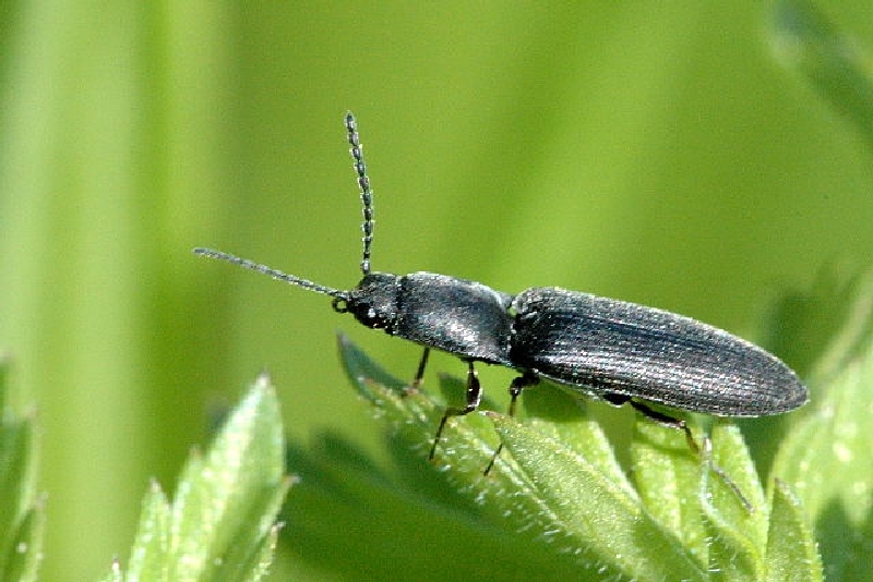 Agriotes