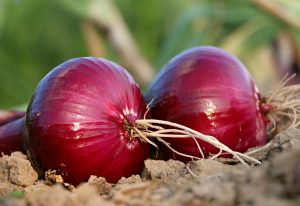 que plantar en febrero cebollas