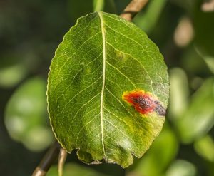 métodos de prevención de los hongos