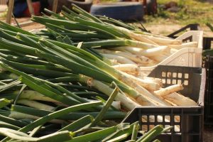 plantar calçots