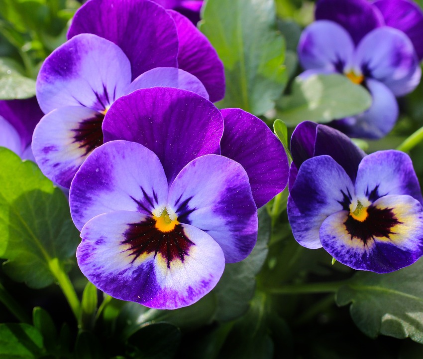 Conoce las características y cuidados de las violetas