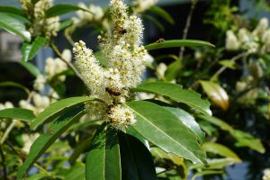 Laurel arbol