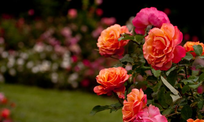 Tipos de rosas | Jardinedia
