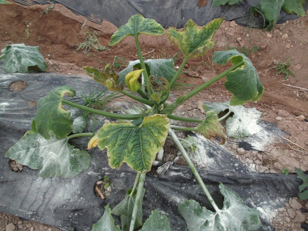 ¿Cómo combatir el Mildiu en el calabacín? | Jardinedia