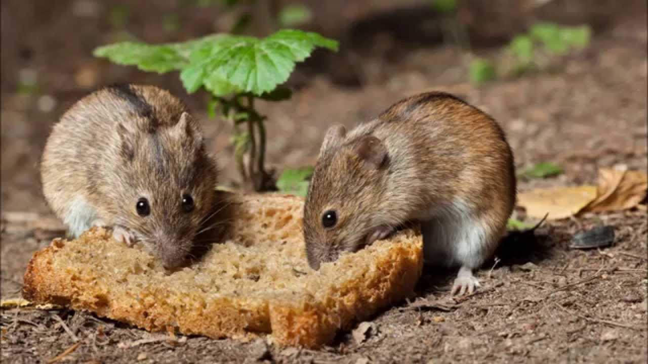 Veneno para ratas y ratones, Raticidas: que son, tipos y cuál es el más  efectivo en cada caso